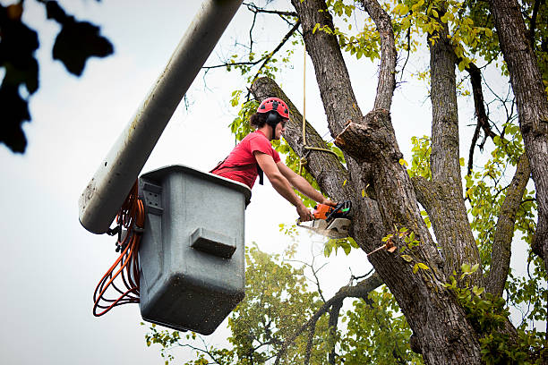 Best Tree Preservation Services  in Argyle, TX